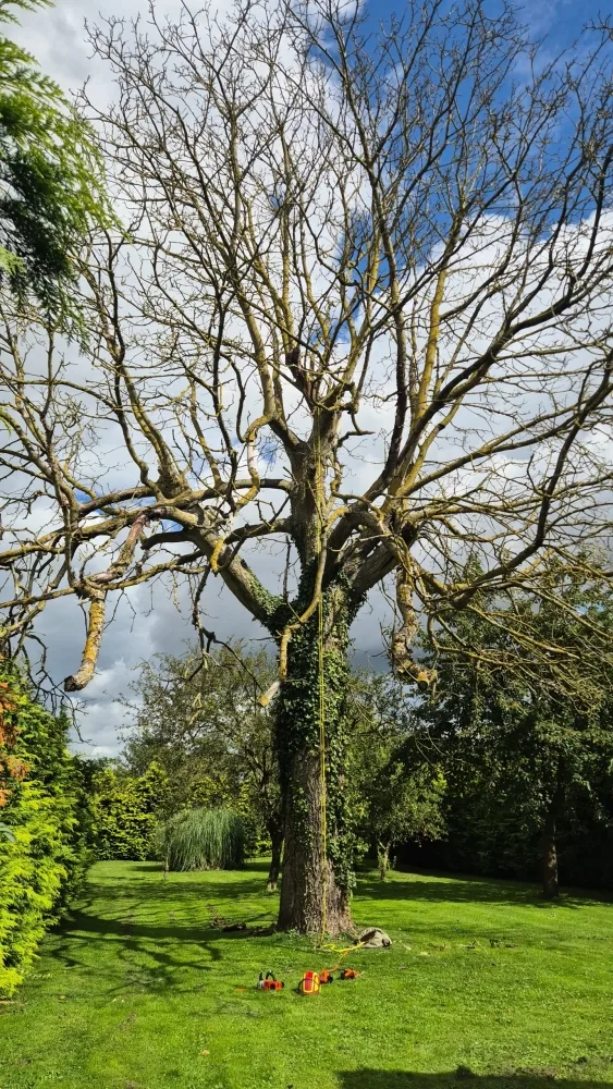 Arbre avant intervention