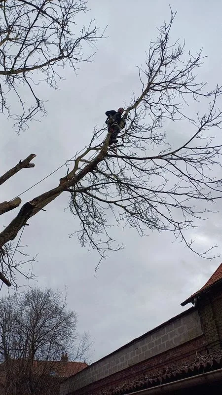 Travail d’élagage en hauteur avec corde